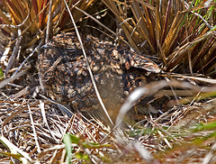 Caprimulgus ruwenzorii