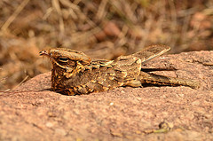 Caprimulgus asiaticus