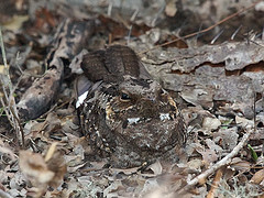 Caprimulgus madagascariensis