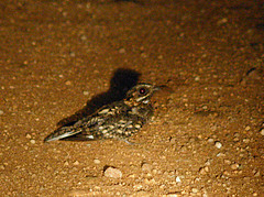 Caprimulgus natalensis