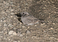 Caprimulgus inornatus