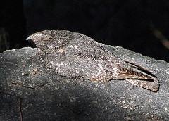 Caprimulgus tristigma