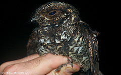 Caprimulgus pulchellus