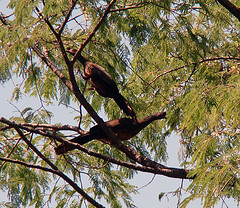 Ortalis poliocephala