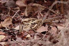 Caprimulgus climacurus