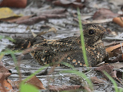Caprimulgus longipennis