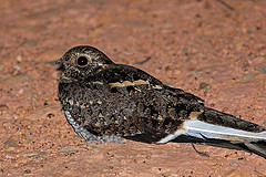 Caprimulgus vexillarius