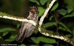 Aegotheles crinifrons