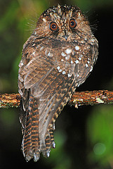 Aegotheles albertisi