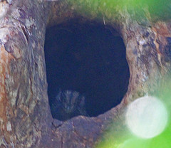 Aegotheles bennettii