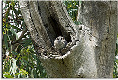 Aegotheles cristatus