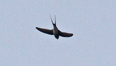 Hemiprocne coronata