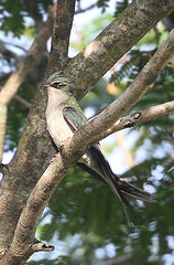 Hemiprocne longipennis