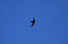 Cypseloides cherriei