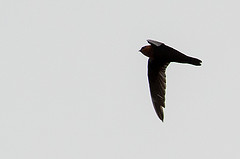 Streptoprocne phelpsi