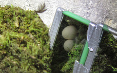 Streptoprocne rutila