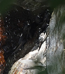 Streptoprocne zonaris