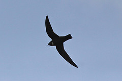 Streptoprocne biscutata