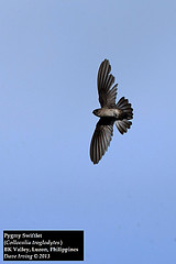 Collocalia troglodytes