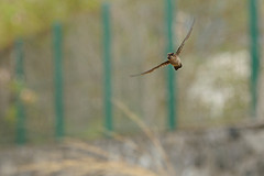 Aerodramus francicus