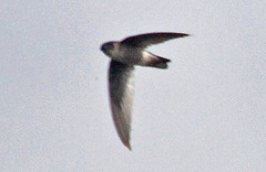 Aerodramus hirundinaceus