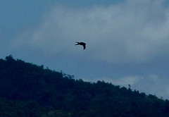 Aerodramus spodiopygius