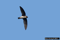 Aerodramus fuciphagus