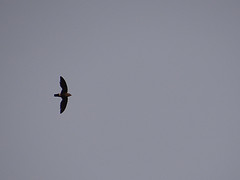 Telacanthura ussheri