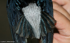 Rhaphidura leucopygialis