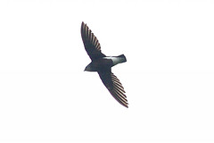 Hirundapus cochinchinensis