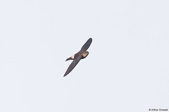 Chaetura spinicaudus