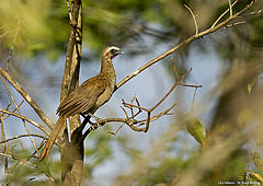 Ortalis superciliaris