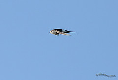 Aeronautes saxatalis