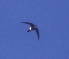 Aeronautes montivagus