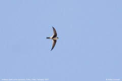 Aeronautes andecolus