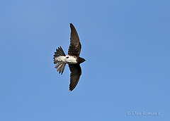 Tachornis phoenicobia
