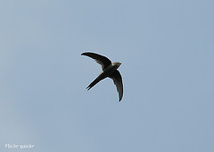 Cypsiurus balasiensis