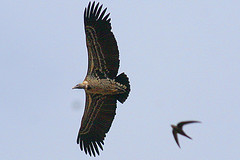 Tachymarptis aequatorialis