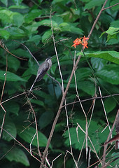 Phaethornis hispidus