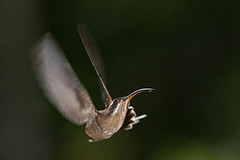 Phaethornis longirostris