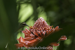 Phaethornis superciliosus