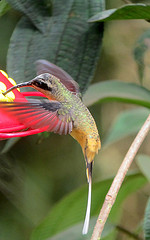 Phaethornis syrmatophorus