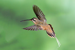 Phaethornis koepckeae