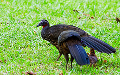 Penelope superciliaris