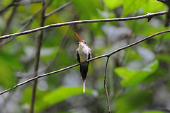 Phaethornis bourcieri