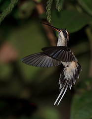 Phaethornis anthophilus