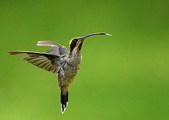 Phaethornis eurynome