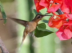 Phaethornis subochraceus