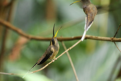 Phaethornis squalidus