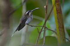 Phaethornis rupurumii